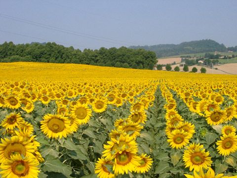 GIRASOLI